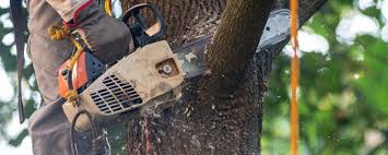 Best Tree Maintenance Programs  in Thomaston, GA