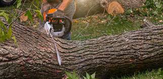 Best Tree Cabling and Bracing  in Thomaston, GA