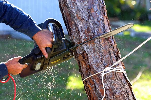 Best Tree Cabling and Bracing  in Thomaston, GA