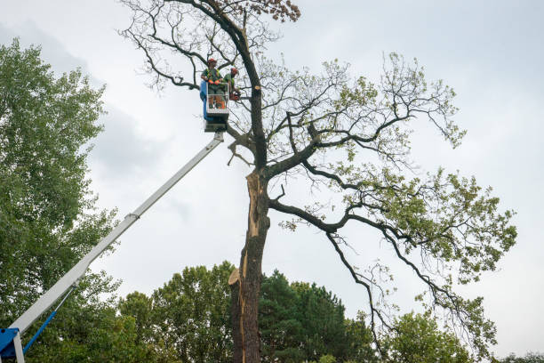 How Our Tree Care Process Works  in  Thomaston, GA