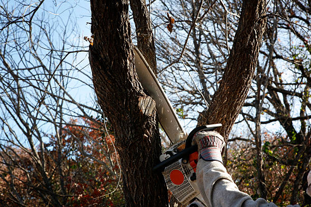 Best Tree Preservation Services  in Thomaston, GA