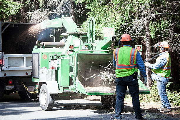 Best Utility Line Clearance  in Thomaston, GA