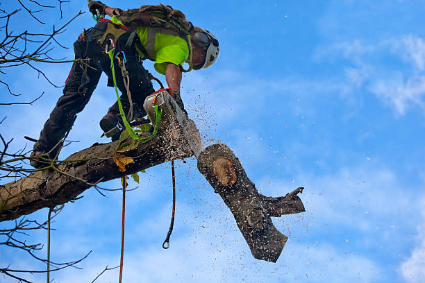 Best Tree Removal Service  in Thomaston, GA